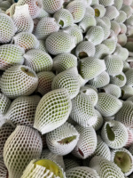 Vietnam Verse Mango Groothandel Zoete Sappige Tropisch Fruit Beste Kwaliteit Voor Wereldwijde Markten