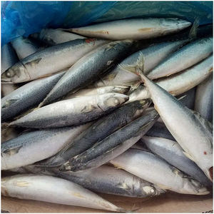 Pescado Ecológico Congelado: Caballa Congelada, Precio de Caballa Congelada, Caballa Congelada en Caja - Product Image 4