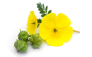 Extracto Natural de Tribulus Terrestris en Polvo, Saponinas 40% - Product Image 2