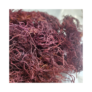 Algues Marines Séchées Naturelles Eucheuma Cottonii en Gros pour les Fabricants de Carraghénane et les Transformateurs Alimentaires - Product Image 4