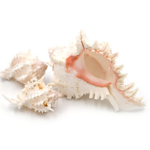 Coquillages Murex, meilleur prix, coquilles d'escargots de mer nettoyées, coquillages naturels, décorations sur le thème nautique - Product Image 1