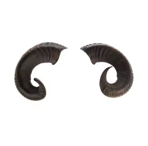 Standard Quality Polished Eco-Friendly Ram <b>Drinking</b> <b>Horn</b> Decorative <b>Horn</b> Pair for Worldwide Export India Buffalo <b>Horn</b> Saniya - Product Image 4