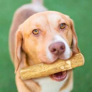 Juguete Ecológico para Perros de Madera de Café de Vietnam, Sin Calorías, para Aliviar la Ansiedad, para Perros Pequeños y Grandes - Product Image 5
