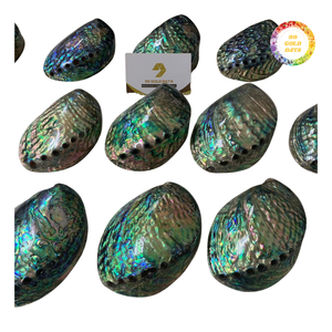 Polished Green Abalone Shell for Decoration - Product Image 5