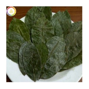 Feuilles de corossol séchées de qualité supérieure pour la production de tisanes, feuilles de Graviola naturelles en vrac du Vietnam pour usage botanique et thé. - Product Image 1