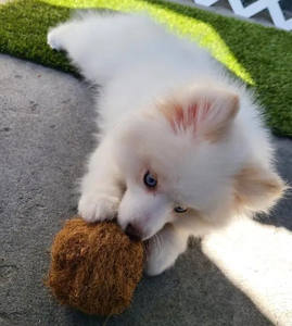 Pelotas de Fibra de Coco Natural Ecológicas para Gatos - Juguetes Masticables Sostenibles para Mascotas Hechos en Vietnam - Product Image 3