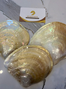 PLAT EN COQUILLE ARC-EN-CIEL POLI À LA MAIN JAUNE |   PIÈCE D'ART NATURELLE EXQUISITE |   Vaisselle haut de gamme écologique - Product Image 4