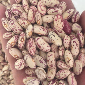 Haricots rouges clairsemés naturels, texture riche, riches en protéines, récolte fraîche de la ferme, ingrédient alimentaire en vrac, qualité 100% - Product Image 5