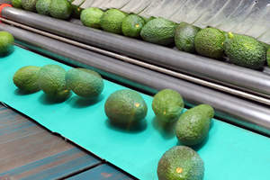 Frozen <b>Avocado</b> Vietnam IQF Premium <b>Avocado</b> Halves Great for Food Industry Supply Smoothies Sauces and Frozen Meals - Product Image 3