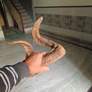 Paire de cornes de mouton naturelles faites à la main, décoration murale rustique en corne de bélier pour la maison, accent d'intérieur unique pour la ferme - Product Image 1