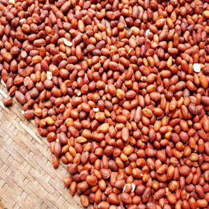 Cacahuetes Tostados Indios de Primera Calidad, Nueva Cosecha, para Importadores que Buscan un Suministro Confiable de Cacahuetes a Granel de Proveedores Indios - Product Image 1