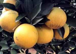 Oranges Premium – Biologiques, Fraîches, Sucrées, de Haute Qualité // Mr.Tom - Product Image 5