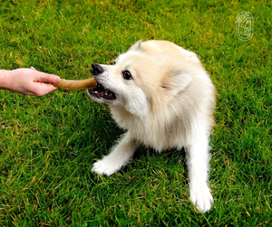 AVAILABLE Sustainable Coffee Wood Chew Stick Long Lasting Dog Toy For Boredom Relief Plaque Removal All Sizes XXS-XXL - Product Image 5
