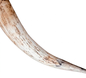 Jarra de Cerveza Artesanal de Cuerno de Búfalo Vintage, Negra, Brillante, Pulida, Ecológica, Duradera, Estilo Antiguo - Product Image 1