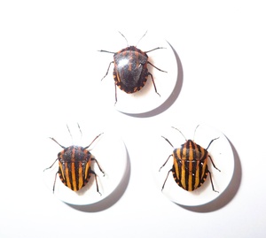 Especímen real de insecto con rayas, cabujón de plástico redondo de 19x19 mm con base plana blanca para manualidades y fabricación de joyas - Product Image 1