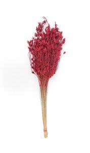 Flores Secas Naturales de Cosmos para Decoración y Arreglos Florales - Product Image 4