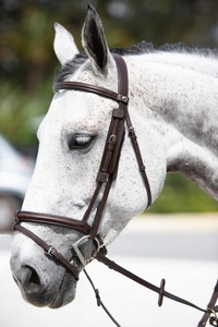 Brida de cuero marrón Annabelle Equestrian con cabezada acolchada y elevada para equitación inglesa, fabricante y proveedor de equipo ecuestre. - Product Image 2