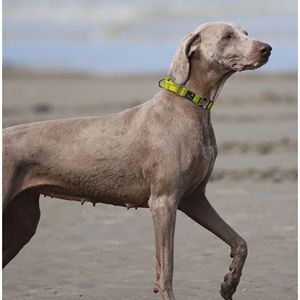 Guinzaglio e Collare 2-in-1 Riflettente 3M per Cani Serie Advent Outdoor - Resistente, per Addestramento Martingale - Product Image 6