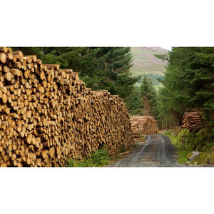 Troncos de Madera Blanda de Calidad Industrial, Madera Sólida Ideal para Construcción, Aserraderos y Carpintería - Product Image 1