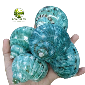 เปลือกหอยทะเลธรรมชาติเคลือบสีเขียวมุกเหลือบรุ้ง สำหรับตกแต่งชายฝั่ง สปา รีสอร์ท ออกแบบตกแต่งภายใน จำนวนมาก - Product Image 1