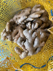 Gingembre du Vietnam frais, qualité d'exportation, propre et sec, épice chaude, approvisionnement en vrac - Product Image 3