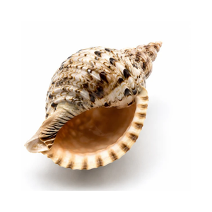Coquillages naturels en forme de trompette, matériau artisanal en gros, coquillages décoratifs pour la décoration intérieure, la décoration de mariage, les aquariums et les souvenirs - Product Image 2