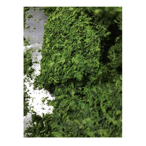 Algues vertes du meilleur fournisseur au Vietnam Laitue de mer verte Ulva Lactuca - Product Image 2