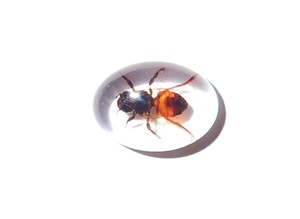 Cabujón de Plástico con Espécimen Real de Abeja, Ovalado, 18x25 mm, Base Plana Transparente, para Manualidades y Joyería - Product Image 4