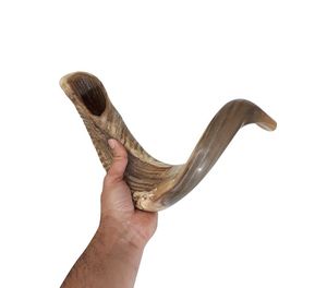 Shofar Auténtico de Cuerno de Carnero, Cuerno de Oración Judío para Festividades, Shofar Tradicional Kosher de Cuerno de Carnero con Acabado Completo por Curio Craft - Product Image 2