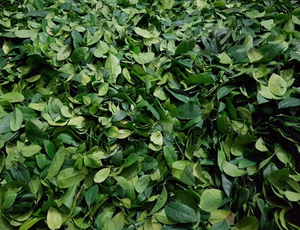 Feuilles de corossol séchées de qualité supérieure pour le bien-être et le soulagement du stress Produit agricole naturel-Mme Esther - Product Image 3