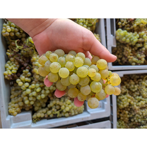 Uvas de Vino de Primera Calidad, Cosecha Fresca de Viñedo para Producción Comercial de Vino, Fabricación OEM - Product Image 1