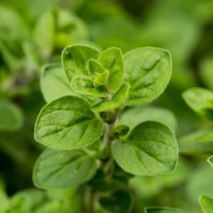 Orégano Mediterráneo Seco de Primera Calidad, Mezcla de Condimento para Barbacoa de Grado Alimenticio en Polvo, Crea un Sabor Especiado Intenso - Product Image 6