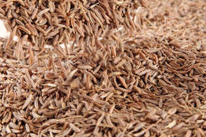 เมล็ดยี่หร่าอินเดีย ผลผลิตใหม่ปี 2026 เกรดพรีเมียม ยี่หร่าเม็ดเต็มจากกูร์กุฏ  อายุการเก็บรักษา 24 เดือน สำหรับผู้ซื้อจำนวนมาก ตลาดเครื่องเทศระดับโลก - Product Image 6