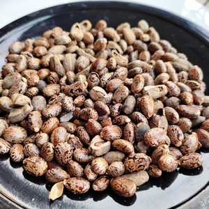 Semillas de Ricino Naturales AD ECO, 50-60% de Contenido de Aceite, 29% de Proteína, Certificación HACCP, Biocombustible de Belleza, Gujarat - Product Image 5