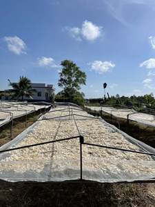 Écailles de poisson séchées décalciifiées, teneur max. 1 % / Écailles de tilapia séchées / Écailles de poisson brutes décalciifiées et blanchies / Ms.Lily - Product Image 6