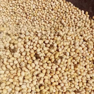 Graines de soja jaunes non-OGM 2026, fèves de soja fraîches, stockage IQF, 10 kg, comestibles, durée de conservation de 24 mois, pour la cuisson, en vrac, économique - Product Image 4