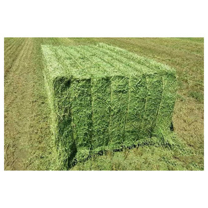Heno de Alfalfa para Alimentación Animal, Heno de Alfalfa/Pellets de Heno de Alfalfa - Product Image 4