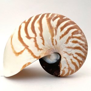 Coquillages de nautilus naturels en promotion, grandes coquilles marines à prix avantageux pour la décoration - Product Image 2