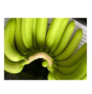 Plátano Cavendish verde fresco de alta calidad en Vietnam/plátano fresco agricultura exportación comida fruta - Product Image 5