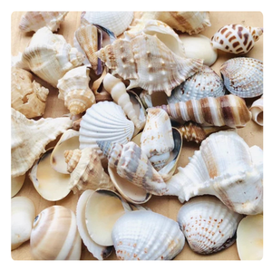 เปลือกหอยผสมของแท้สำหรับงานแต่งงานชายหาดและการตกแต่งกิจกรรม - Product Image 2