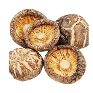 Hongo shiitake seco de Vietnam Hongo shiitake EXPORTACIÓN DE Vietnam Hongos shiitake secos - Product Image 2