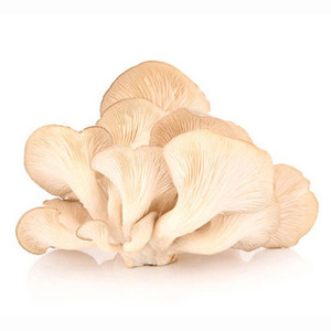 <b>Dried</b> Mushroom <b>Dried</b> Without Stem - Product Image 6