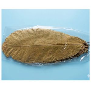 Feuilles de cacao écologiques YAMUNA 31-35 cm (12-13 pouces) pour aquarium, lot de 24 feuilles - Product Image 6