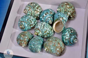 เปลือกหอยเกลียว เปลือกหอยทะเลขนาดใหญ่ เปลือกหอยหยกเทอร์โบ เปลือกหอยทาก เปลือกหอยสีขาว เปลือกหอยเทอร์โบสีขาวธรรมชาติ สำหรับตกแต่ง เปลือกหอยหยก เปลือกหอยเทอร์โบ - Product Image 2