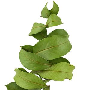 Hojas de Guanábana de hierbas de alta calidad, de origen natural y económico - Product Image 1