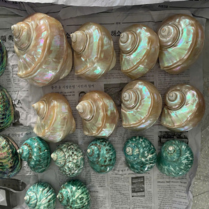 Concha Verde Grande Sostenible: Turbo Marmoratus, Madreperla |   Conchas Marinas Pulimentadas de Primera Calidad para Decoración de Hoteles Boutique - Product Image 5