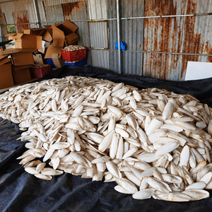Hueso de Sepia de Primera Calidad al Mejor Precio, Hueso de Sepia Seco Hecho en Vietnam para Alimento de Aves/ Señora ALINA - Product Image 6