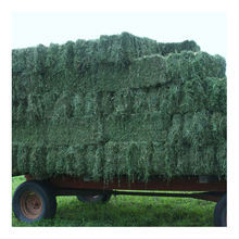 Vente en gros de foin d'alfalfa de haute qualité en sacs, prix de gros pour l'alimentation du bétail, marque CASTRO, durée de conservation de 18 mois - Product Image 4