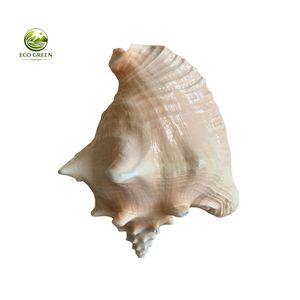 Conchas Decorativas de Primera Calidad para Bodas en la Playa y Decoración Náutica - Product Image 3