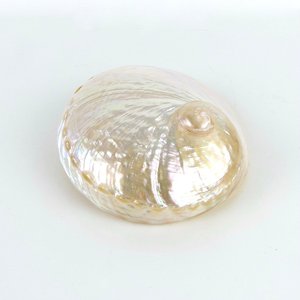 Hot sale polished cut <b>abalone</b> <b>shells</b> cheapest price sea <b>shell</b> in bulk decorative seashells - Product Image 2